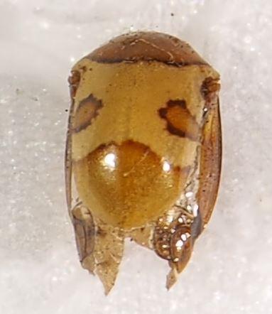 Réf. 275 345 : Heteronotinae inconnu